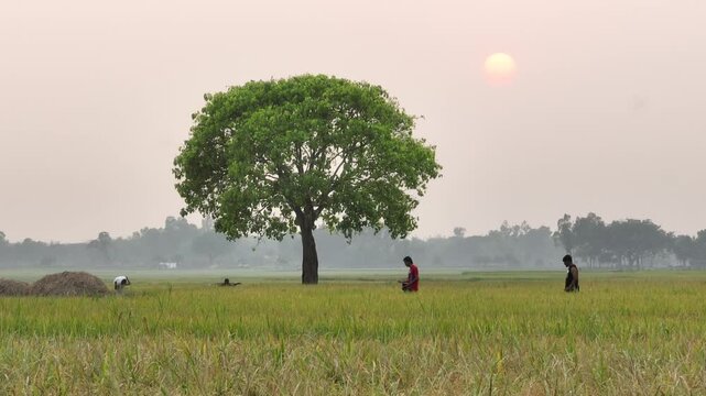 Farmers harvesting rice paddy field at sunrise in rural landscape