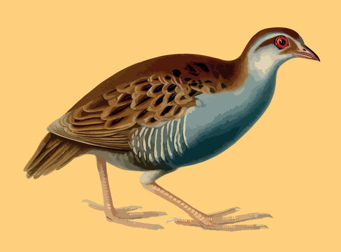 Cute Ground Bird Wildlife Illustration on Yellow Background