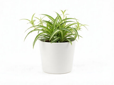 Mini-Chlorophytum (Gr&uuml;nlilie) im schlichten Topf