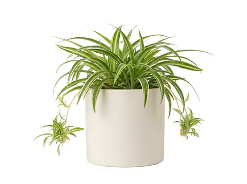 Mini-Chlorophytum (Gr&uuml;nlilie) im schlichten Topf