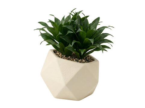 Mini-Dracaena