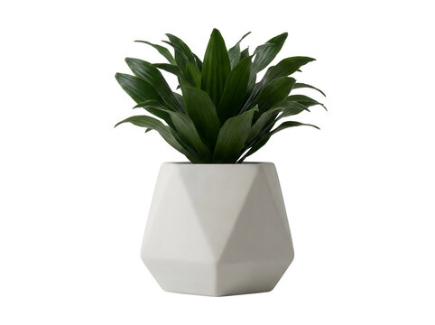 Mini-Dracaena