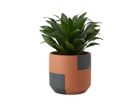 Mini-Dracaena