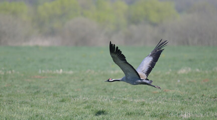 Żuraw zwyczajny (Grus grus) lecący nisko nad zieloną łąką, na tle rozmytego, wiosennego krajobrazu, widok z boku  © Joanna