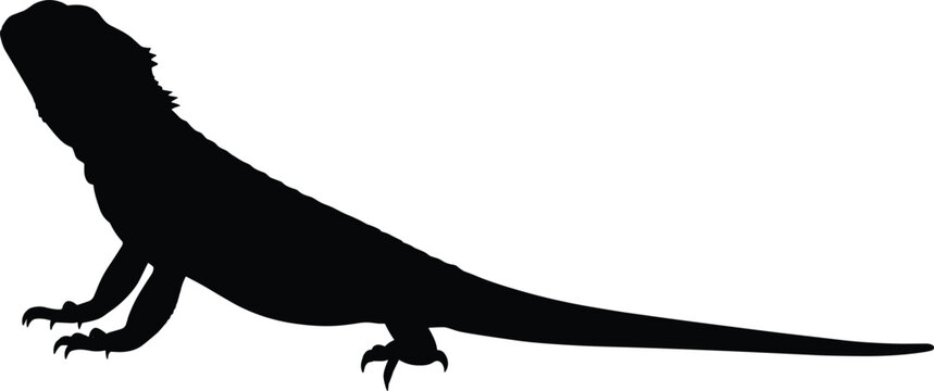 Detailed black silhouette of a bearded dragon lizard in an alert side view pose isolated on a white background