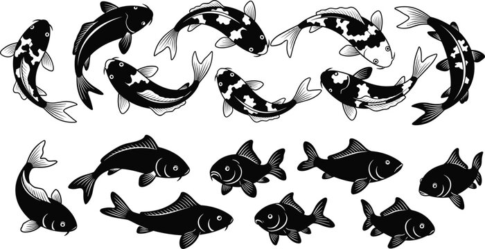 Detailed collection of black and white koi fish and carp vector illustrations featuring various swimming poses