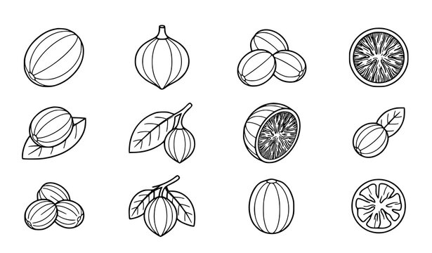 Isometric Nutmeg Spice Outline Icon Set Modern Botanical Line Art Vector Illustration Isolated White Background