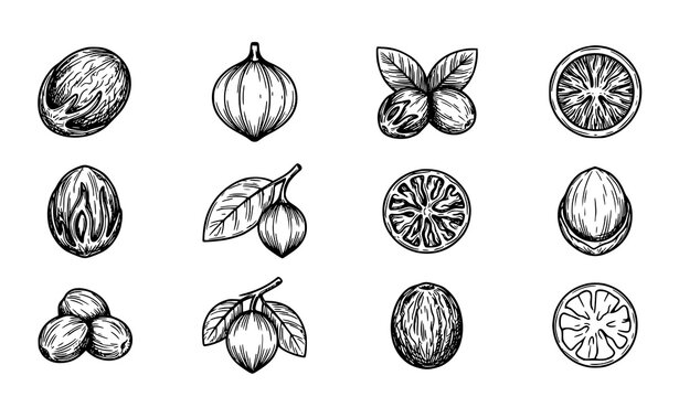 Hand Drawn Nutmeg Outline Sketch Icon Collection Botanical Spice Line Art Vector Illustration