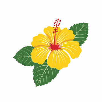 Yellow Hibiscus Flower with Green Leaves Illustration