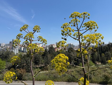 Tall yellow umbels of Ferula communis, known as giant fennel, blooming against a city skyline. This majestic Mediterranean perennial is captured at the Nezahat Gokyigit Botanical Garden in Istanbul.
