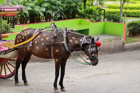 Traditional decorated horse carriage with colorful harness and ornaments standing on street in West Sumatra, Indonesia