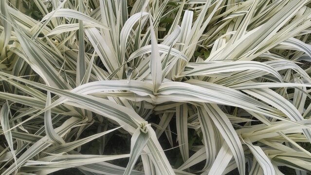 Variegated Giant Reed leaves background with green and white stripes