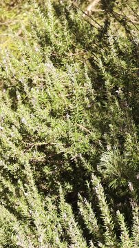 Mass of Common Grass Blue Butterflies feeding on lavender flower nectar, South Australia