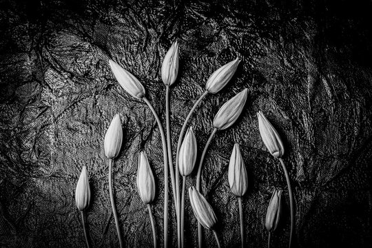 Black and white tulip buds arranged on dark textured background with copy space.