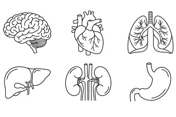 Human internal organ icons line art set with brain heart and lungs © Zainatun