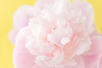Fototapeta premium シャクヤクのピンク色の花を黄色背景でマクロ撮影05