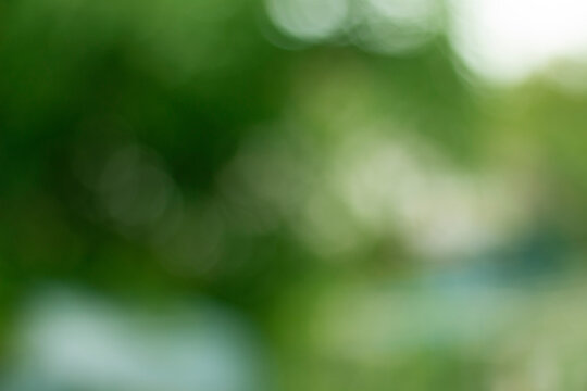 bokeh nature background sunlight through leaves on tree green.