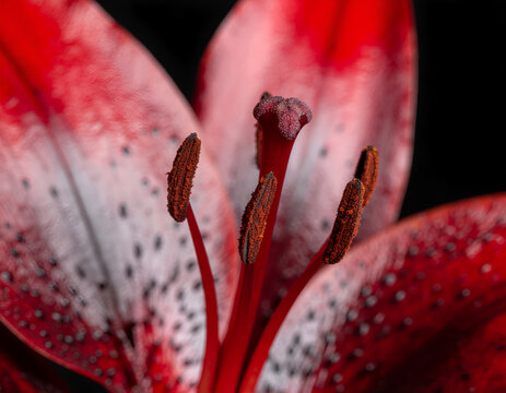 A striking close-up reveals the intricate details of a vibrant red lily flower.