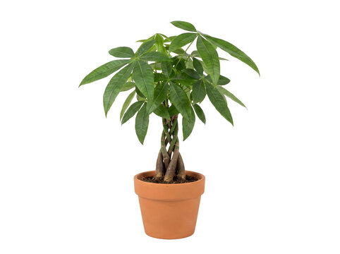 Mini-Pachira aquatica (Gl&uuml;ckskastanie) im Topf