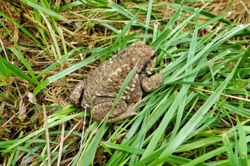 Fototapeta premium Close up of a European Common Toad (Bufo bufo) unearthed when weeding an asparagus bed 