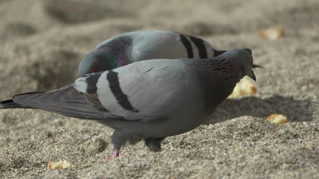 Pigeons beach feeding two feral pigeons scavenge for bread crumbs on the coarse sand of a sunny coastal beach during the daytime
