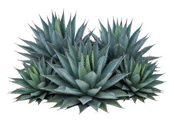 Fototapeta premium Group of agave desert plants with sharp pointed leaves isolated on transparent background