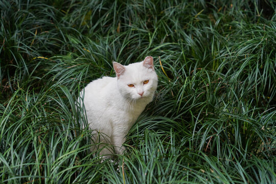 Close up of a white cat sitting on green grass