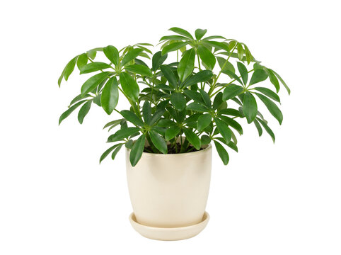 Mini-Schefflera arboricola im Topf