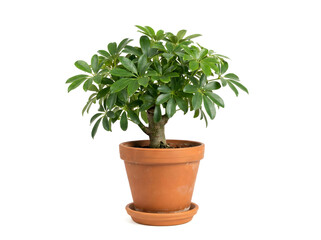 Obraz premium Mini-Schefflera arboricola im Topf