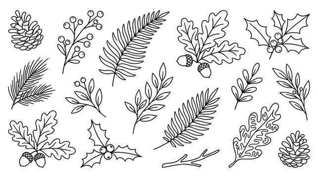 Winter botanical leaves and pine cones line art collection elements.