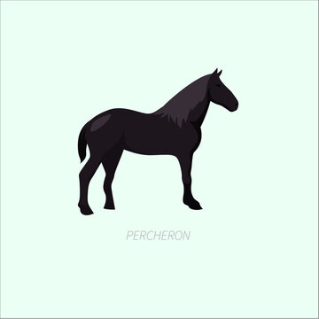 Black Percheron Horse Breed