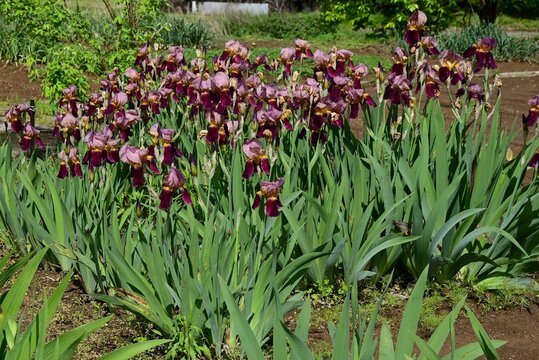 German iris ( Iris germanica ) flowers. These are improved varieties of irises with a wide range of colors, hence the name ' Rainbow flower ' .