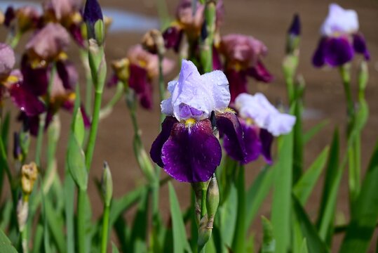 German iris ( Iris germanica ) flowers. These are improved varieties of irises with a wide range of colors, hence the name ' Rainbow flower ' .