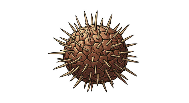 Vector Pinocut Spiky sea urchin specimen.