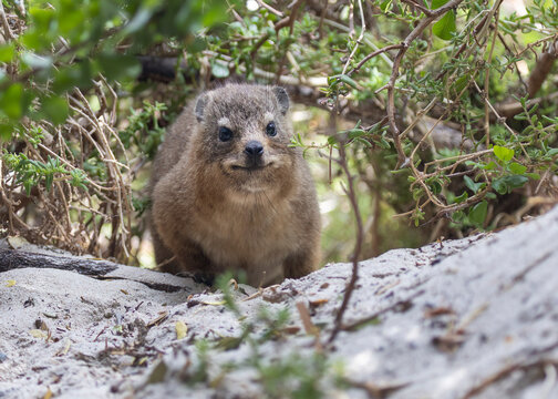 Rock Hyrax in wild natural habitat Cape Town Boulders Beach South Africa undergrowth 