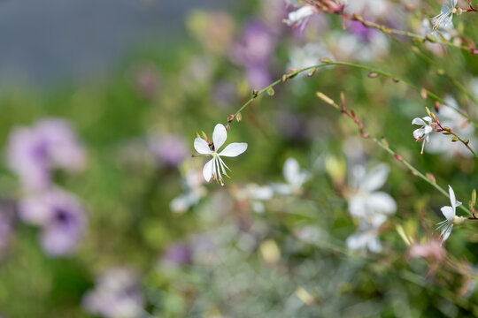 Close up of a gaura flower in bloom