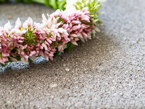 白と桃色のシロツメクサの花冠｜余白のあるナチュラル背景素材｜クローズアップ