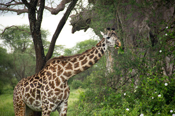 Obraz premium Giraffe eating in Tarangire National Park, Tanzania