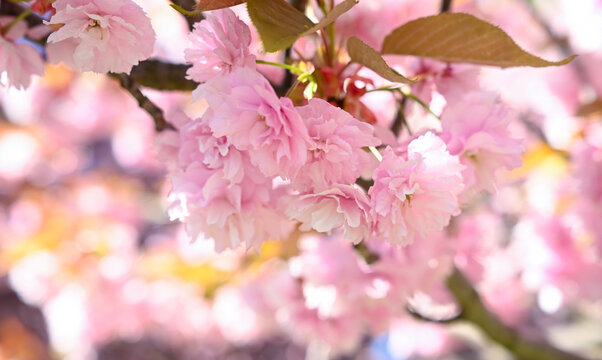 Close-up of lush pink Kanzan sakura flowers on branches against a blue sky, capturing the essence of spring travel and hanami festival.