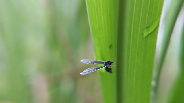 Long winged derbid planthoppers on the leaf with blur background, the Derbidae family (Hemiptera), known for their very small bodies, long fragile wings
