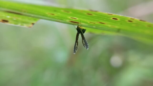 Long winged derbid planthoppers on the leaf with blur background, the Derbidae family (Hemiptera), known for their very small bodies, long fragile wings
