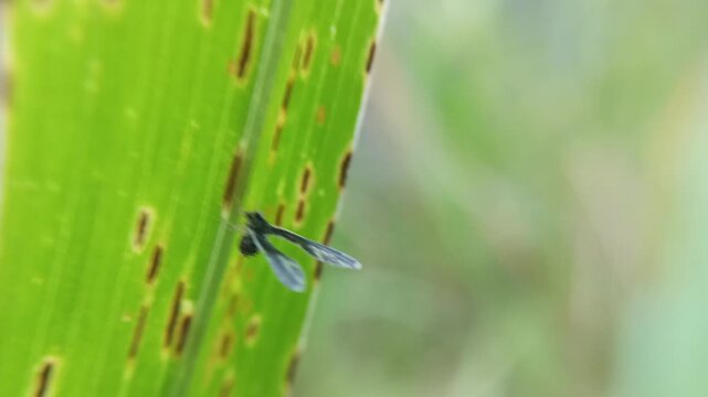 Long winged derbid planthoppers on the leaf with blur background, the Derbidae family (Hemiptera), known for their very small bodies, long fragile wings