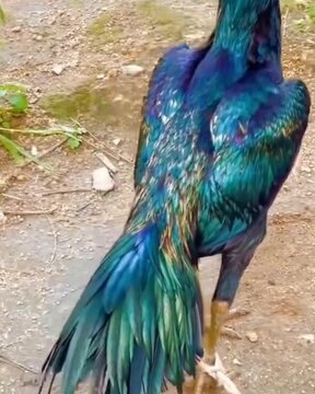 peacock in the park