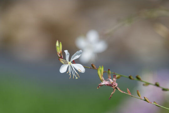 Close up of a gaura flower in bloom