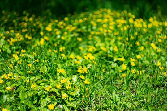 The first spring flowers in the city park. Yellow anemone. Spring background.
