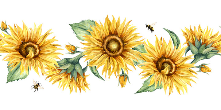 Watercolor sunflower seamless border with bumblebee. Hand drawn botanical banner illustration of yellow flowers, green leaves and insects isolated from background. Floral beautiful repeat composition