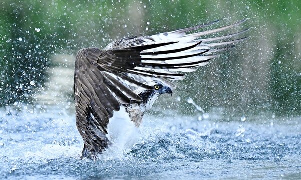 An Osprey bird taking off out of water.