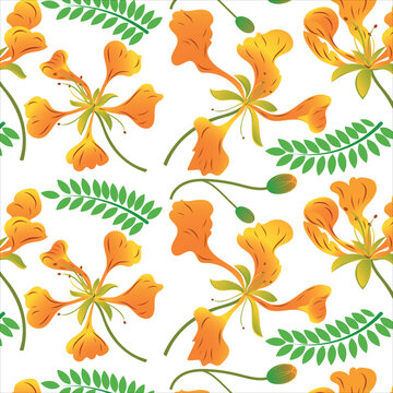 Delonix regia. Vector seamless pattern with a branch of royal poinciana, bright, phoenix flower, flame tree with leaves and flowers, regia delonix on a white background, hand drawn illustration
