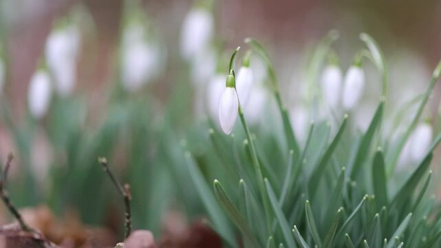 ground full of snowdrop buds and green leaves, forest with many white blossoms, snowdrop buds blowing gently in the light wind, green background, snowdrops