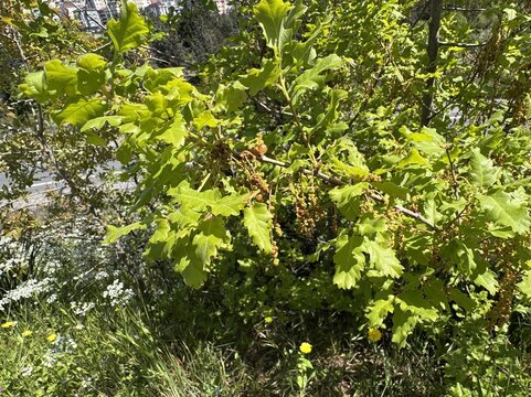 Close-up of the spring foliage and hanging catkins (male flowers) of Quercus petraea, sessile oak. This deciduous tree is captured during its blooming phase in the sunny landscape.